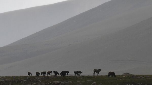 Лошади пасутся на Суусамырской долине. Архивное фото - Sputnik Кыргызстан