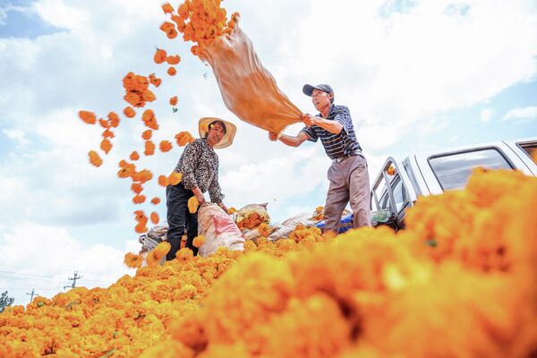 Фермеры, собирающие цветки бархатцев на поле в Бицзе — в юго-западной китайской провинции Гуйчжоу - Sputnik Кыргызстан