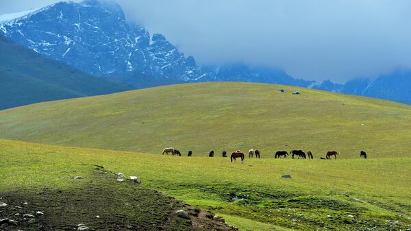 Лошади пасутся на пастбище. Архивное фото - Sputnik Кыргызстан