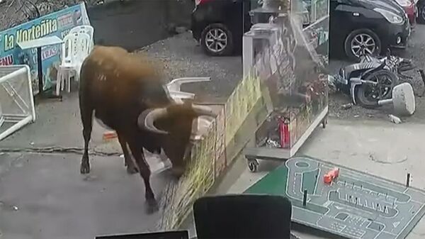 Разъяренный бык устроил погром, сбежав из грузовика — видео из Перу - Sputnik Кыргызстан