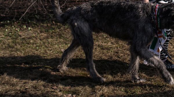 Собака на поводке. Архивное фото - Sputnik Кыргызстан