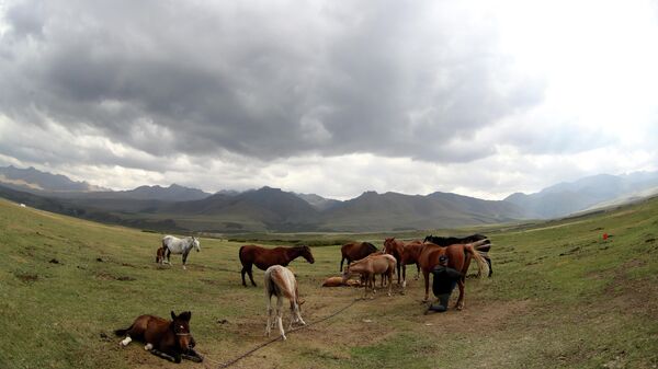 Лошади на джайлоо. Архивное фото - Sputnik Кыргызстан