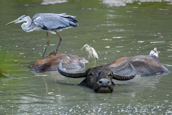 Птицы сидят на азиатских буйволах в водах национального парка Яла (Шри-Ланка) - Sputnik Кыргызстан