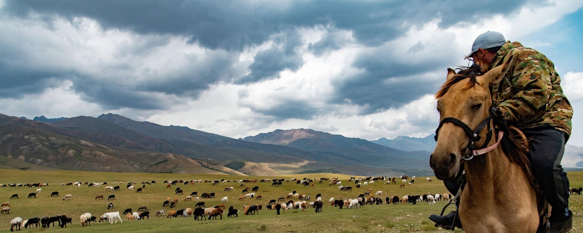 Пастух во время выпаса овец в Суусамырской долине. Архивное фото - Sputnik Кыргызстан, 1920, 04.08.2023