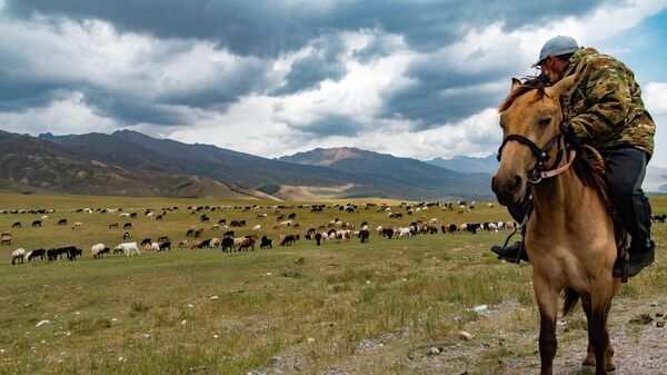 Пастух во время выпаса овец в Суусамырской долине. Архивное фото - Sputnik Кыргызстан