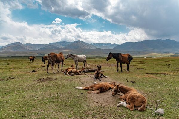В окрестностях долины расположены кумысолечебницы и дома отдыха, куда приезжают не только кыргызстанцы, но и иностранцы - Sputnik Кыргызстан