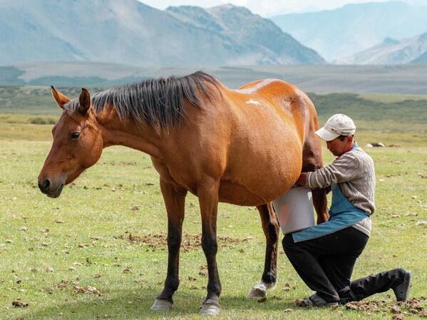 Доение кобыл — процесс трудоемкий, часто этим занимаются мужчины - Sputnik Кыргызстан