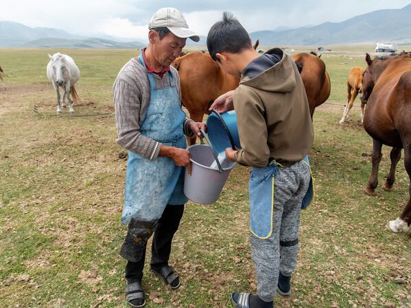 Мужчина переливает свежее кобылье молоко - Sputnik Кыргызстан
