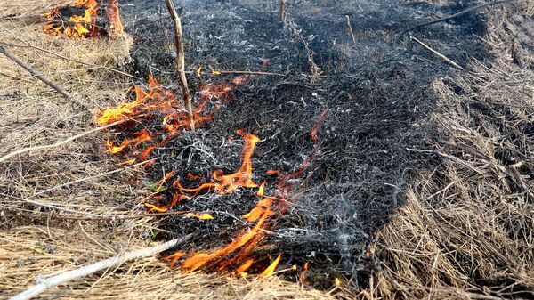 Сухая трава горит. Архивное фото - Sputnik Кыргызстан