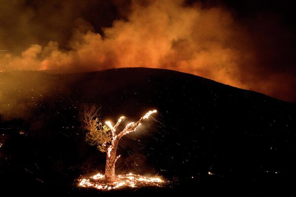 Аномальная жара привела к лесным пожарам  в западных штатах США. Огнем охвачены территории, где проживают около 52 млн человек. - Sputnik Кыргызстан