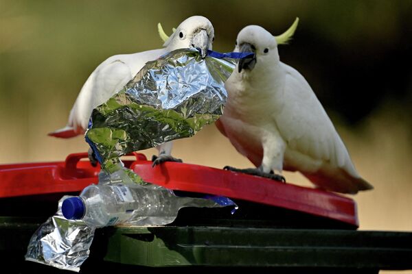 Какаду ищут еду в мусорном баке возле ресторанов в прибрежном городе Вуллонгонге (Австралия) - Sputnik Кыргызстан