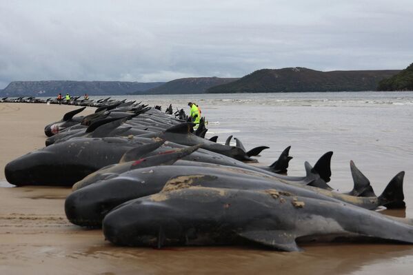 235 китов выбросились на австралийское побережье в штате Тасмания. Удалось спасти только 32, остальные 203 погибли. Что стало причиной выброса морских животных на берег, неизвестно. - Sputnik Кыргызстан