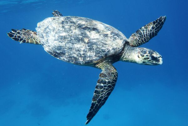 Морская черепаха Бисса тоже находится на грани вымирания. Эту особь сфотографировали в Красном море.  - Sputnik Кыргызстан