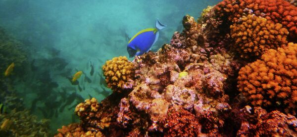 Кораллы и рыбы в акватории острова Ла Диг (Сейшельские острова). В центре — синяя белогрудая рыба-хирург. - Sputnik Кыргызстан