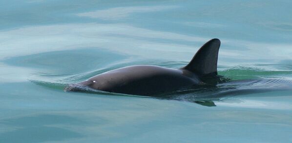 Вакита (калифорниялык деңиз чочкосу) — жоголуп кетүү коркунучунда турган сүт эмүүчүлөр тобундагы деңиз жаныбарларынын бир түрү. Дүйнөдөгү кит сымалдуулардын эң кичинеси болуп саналат - Sputnik Кыргызстан