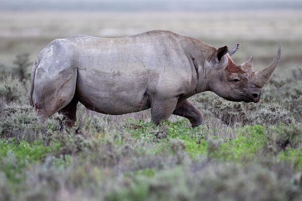 Черный носорог — один из видов африканских носорогов, который в конце 2013 года был официально объявлен вымершим. На фото: черный носорог в Гемсбок Влакте (Южная Африка). - Sputnik Кыргызстан