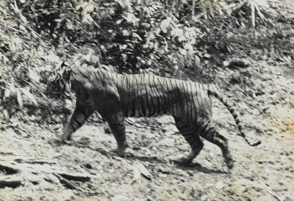 Эта фотография яванского тигра была сделана  в 1938 году в национальном парке Уджунг-Куло (Индонезия). Вид считается вымершим.  - Sputnik Кыргызстан