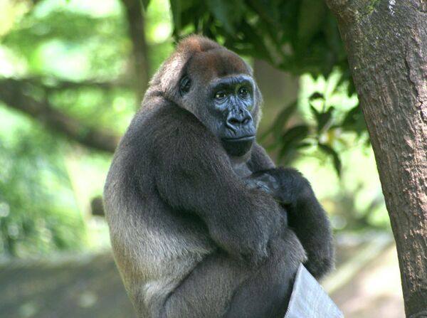 Горилла Кросс-Ривер обитает на границе Камеруна и Нигерии. Считается одним из самых редких приматов. - Sputnik Кыргызстан