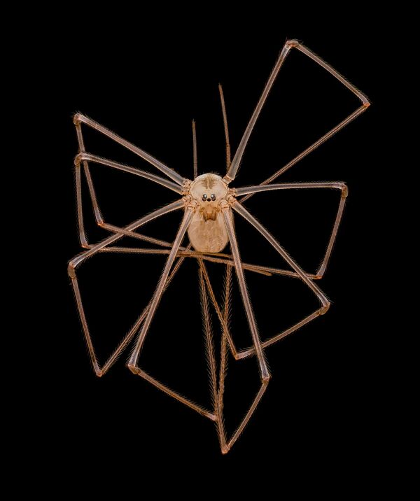 Снимок фаланговидного фолькуса — одного из видов пауков-сенокосцев. Работа  доктора Эндрю Посселтиза из Калифорнийского университета в Сан-Франциско заняла 4-е место в фотоконкурсе.  - Sputnik Кыргызстан
