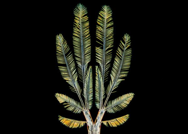 Снимок хвоста планктонного ракообразного, сделанный японским фотографом Есихиро Тамару  - Sputnik Кыргызстан