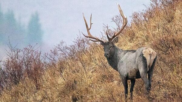 Фотограф дикой природы Бастьен Шайс в Кыргызстане - Sputnik Кыргызстан
