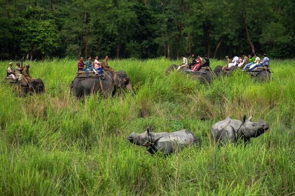 Туристы на слонах наблюдают за носорогами в заповеднике дикой природы Побитора в Индии - Sputnik Кыргызстан
