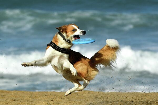 Собака бежит за фрисби на пляже в Биаррице (Франция) - Sputnik Кыргызстан