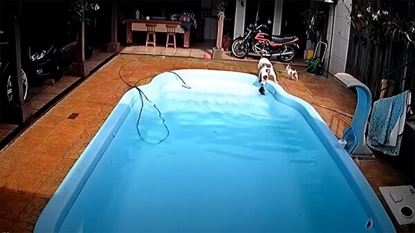 Питбуль спас щенка чихуахуа, тонувшего в бассейне. Трогательное видео - Sputnik Кыргызстан