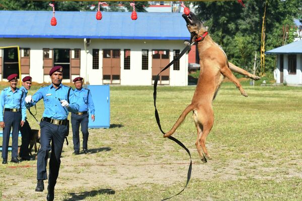 Полицейский-кинолог и его собака демонстрируют навыки во время мероприятия, посвященного индуистскому фестивалю Тихар (Непал) - Sputnik Кыргызстан