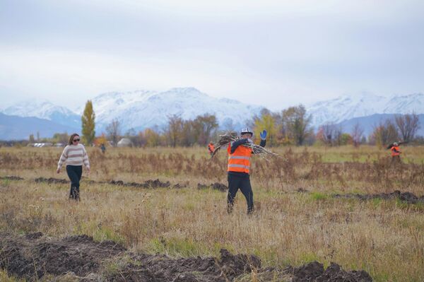 Чүйдөгү токой-аңчылык чарбасынын 10 гектар аянтына 2 миң 500 түп жаңгак көчөттөрү отургузулду - Sputnik Кыргызстан