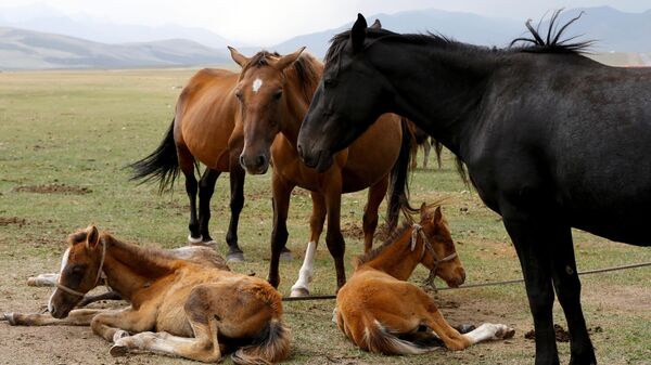 Лошади в Суусамырской долине - Sputnik Кыргызстан