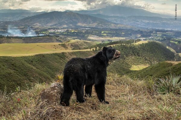 Фотография эквадорца Даниэля Мидероса принесла ему победу в категории &quot;Животные в среде обитания&quot; - Sputnik Кыргызстан