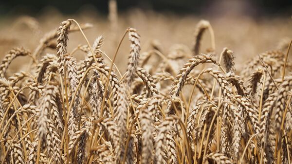 Пшеница на полях. Архивное фото - Sputnik Кыргызстан