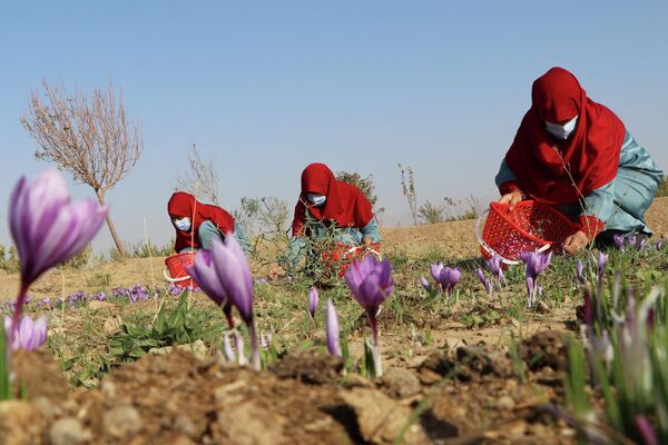 Афганские женщины собирают цветы шафрана на окраине провинции Герат - Sputnik Кыргызстан