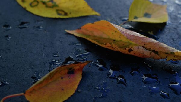 Капли дождя на пожелтевших листьях. Архивное фото - Sputnik Кыргызстан