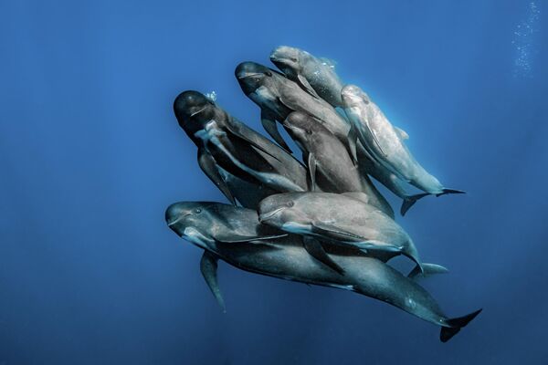 Кара дельфиндердин үйүрү. Сүрөттү испаниялык фотограф Рафаэль Фернандес тарткан - Sputnik Кыргызстан