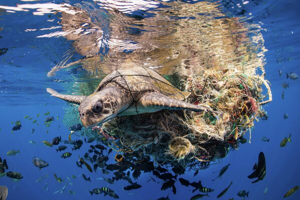 Снимок Саймона Лоренца, победивший в категории &quot;Сохранение океана&quot;. На фото: морская черепаха, запутавшаяся в мусоре. - Sputnik Кыргызстан