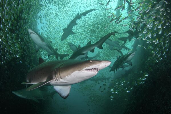 Фиш-Рок аралындагы акулалардын үйүрү. Австралиялык Николь Реминин сүрөтү да мыктылардын катарына кирди - Sputnik Кыргызстан