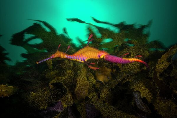 Снимок Матти Смита из Австралии победил в категории &quot;Портфолио&quot;. На фото: лиственный морской дракон. - Sputnik Кыргызстан