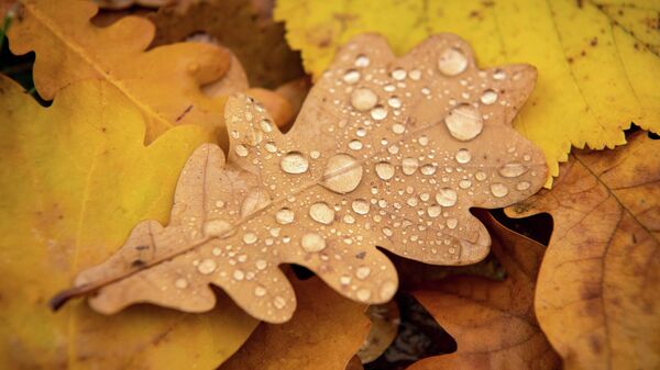 Капли воды покрывают осенний дубовый лист. Архивное фото - Sputnik Кыргызстан