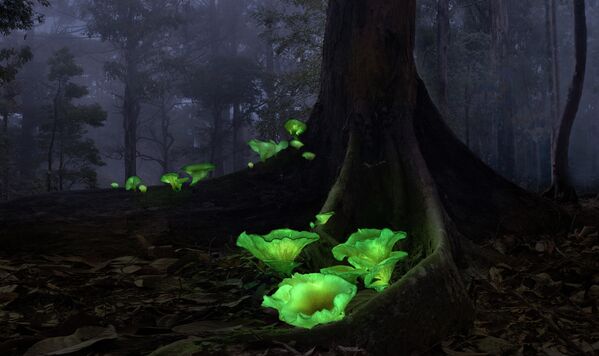 Редкий снимок — светящиеся в темноте биолюминесцентные грибы, или &quot;грибы-призраки&quot;. Автор — Калли Чи из Австралии. Такие грибы встречаются в некоторых лесах этой страны. Они растут и светятся всего несколько недель в году. - Sputnik Кыргызстан