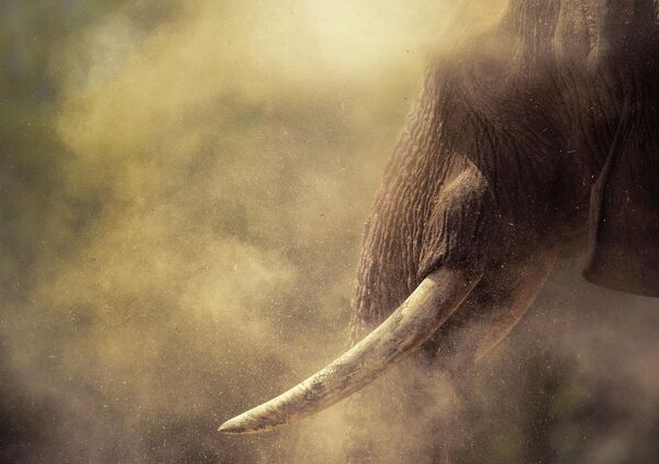 Автор снимка &quot;Гигант в пыли&quot; — греческий фотограф Панос Ласкаракис. Впечатляющий кадр сделан в Намибии. - Sputnik Кыргызстан