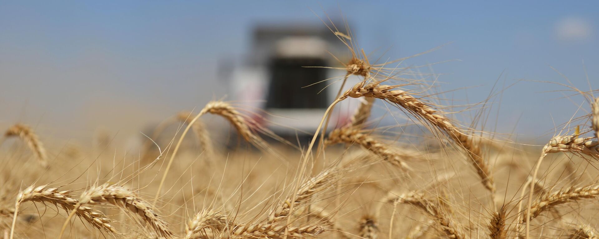 Буудай эгини. Архивдик сүрөт - Sputnik Кыргызстан, 1920, 16.07.2025