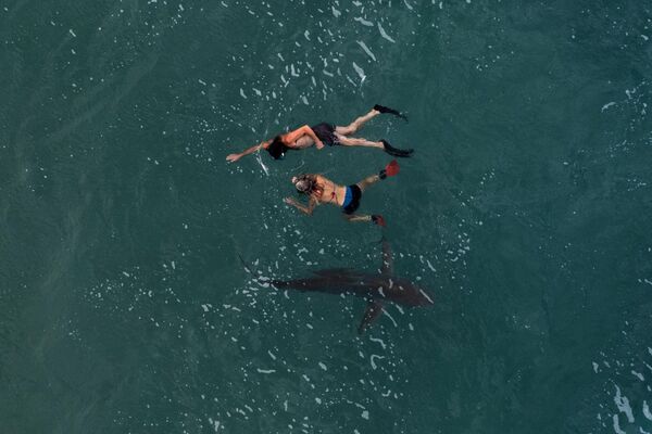 Израилдин Хадера шаарына жакын жерде Жер ортолук деңизде кум акуласынын жанында сүзүп жүргөн жуптар - Sputnik Кыргызстан