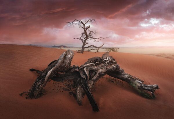 Снимок &quot;Старое дерево&quot; испанского фотографа José D. Riquelme - Sputnik Кыргызстан