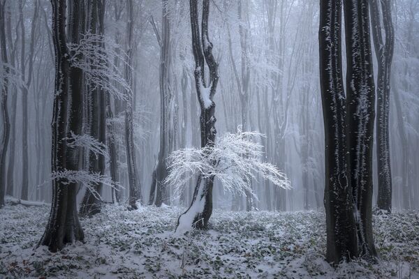 Снимок &quot;Снежное дерево&quot; участника конкурса из Китая Tony Wang - Sputnik Кыргызстан