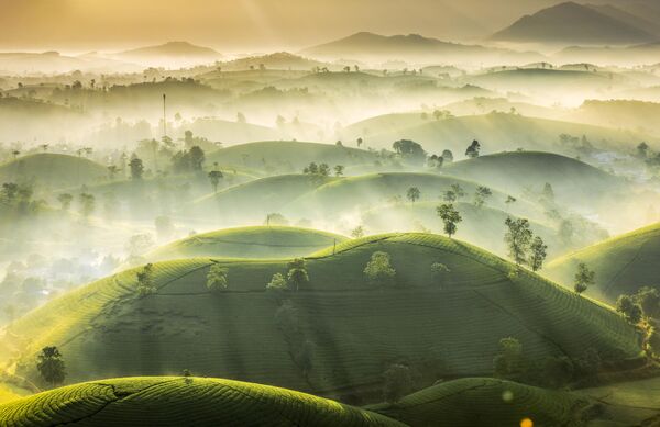 Снимок &quot;Чайный холм&quot; вьетнамского фотографа Huan Vu Trung - Sputnik Кыргызстан