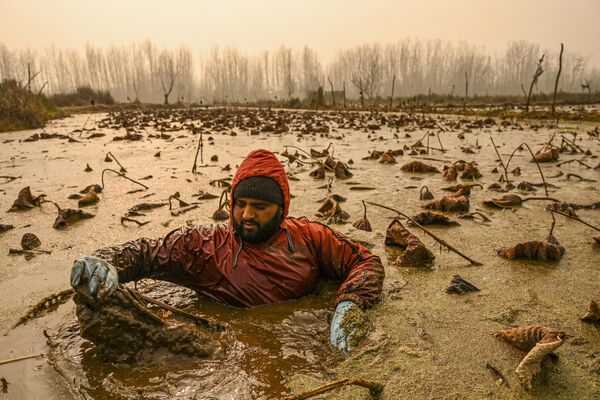 Фермер погружается в холодную воду, чтобы добыть стебли лотоса в Сринагаре, Индия - Sputnik Кыргызстан