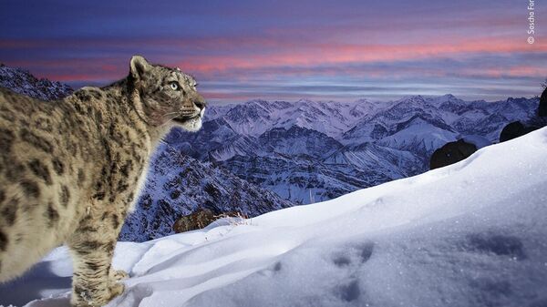 Снимок World of the snow leopard немецкого фотографа Sascha Fonseca, попавший в шортлист конкурса Wildlife Photographer of the Year People's Choice Award 2022 - Sputnik Кыргызстан