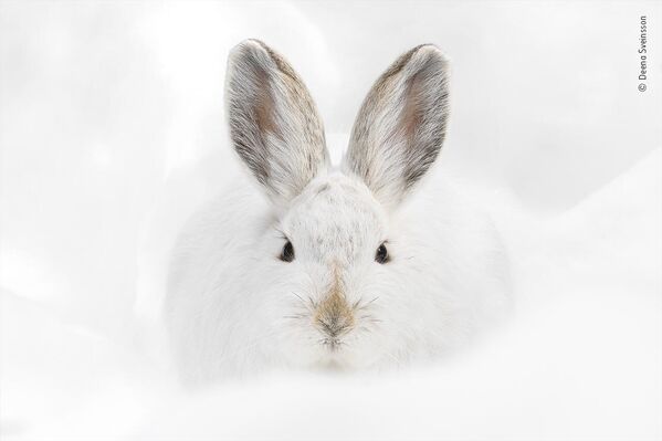 Этот снимок зайца в снегу американского фотографа Дины Свейнссон также попал в шорт-лист конкурса - Sputnik Кыргызстан